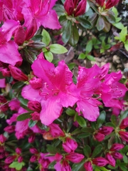 Rhododendron