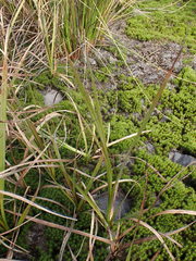Carex coriacea