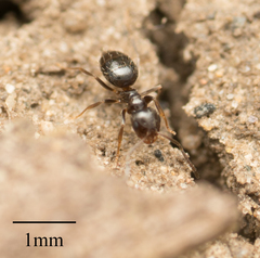 Brachymyrmex patagonicus