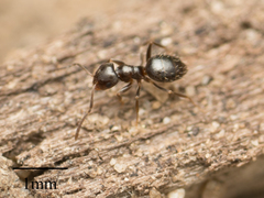 Brachymyrmex patagonicus