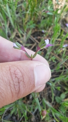 Collinsia sparsiflora collina