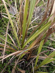Carex coriacea