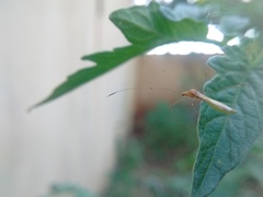Hemiptera