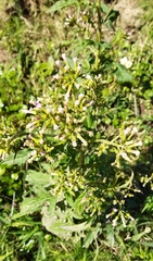 Erechtites valerianifolius