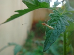 Hemiptera