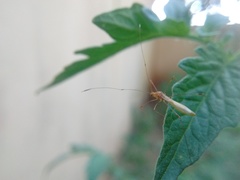 Hemiptera