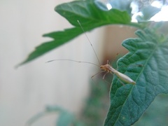 Hemiptera