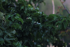Bombus steindachneri