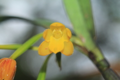 Scaphyglottis aurea