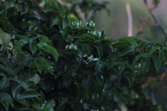 Bombus steindachneri