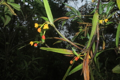Scaphyglottis aurea