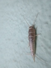 Zygentoma