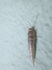 Zygentoma