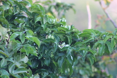 Bombus steindachneri