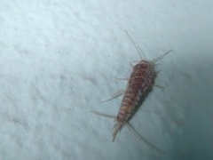 Zygentoma