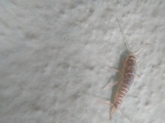 Zygentoma