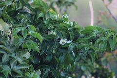 Bombus steindachneri