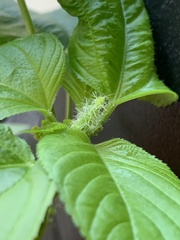 Acalypha