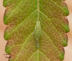 Tinocallis ulmiparvifoliae