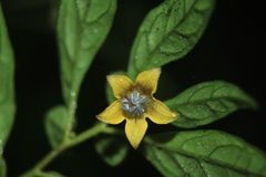 Capsicum dimorphum