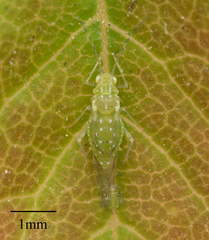 Tinocallis ulmiparvifoliae