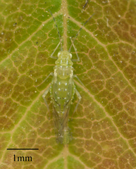 Tinocallis ulmiparvifoliae
