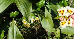 Sagittaria montevidensis