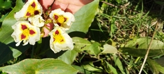 Sagittaria montevidensis