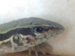Squamata