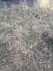 Sphaeralcea angustifolia