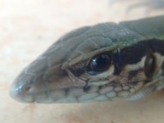 Squamata
