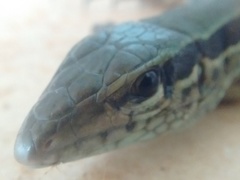 Squamata