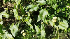 Sagittaria montevidensis