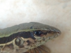 Squamata