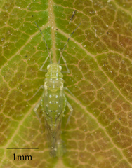 Tinocallis ulmiparvifoliae