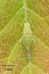 Tinocallis ulmiparvifoliae