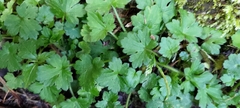 Ranunculus taisanensis