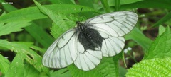 Parnassius stubbendorfii