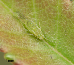 Tinocallis ulmiparvifoliae