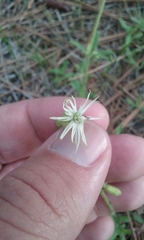 Silene lemmonii