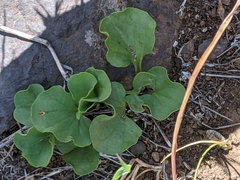 Dichondra occidentalis
