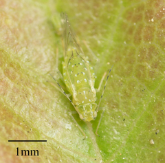 Tinocallis ulmiparvifoliae