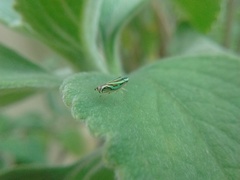 Hemiptera
