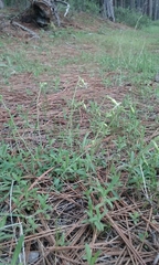 Silene lemmonii