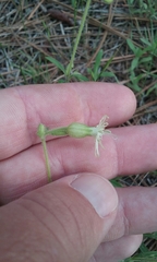 Silene lemmonii