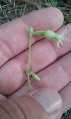 Silene lemmonii
