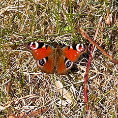 Aglais io