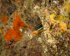 Blue-Stripe Blenny photo 2