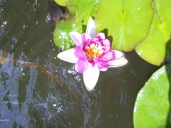 Nymphaea × khurooi