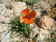 Papaver pinnatifidum